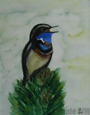 Blaukehlchen
Aquarell

