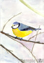 Filename=Blaumeise.jpg
Filesize=75KiB
Dimensions=500x710
Date added=Aug 26, 2019 Blaumeise.jpg