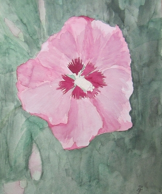 Hibiskusblüte
Aquarell
