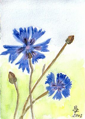 Kornblume
Aquarell 
