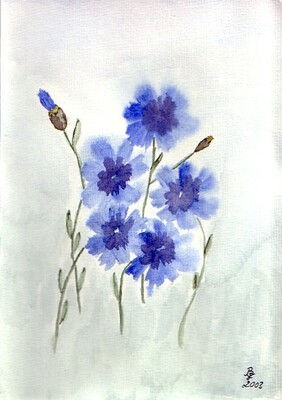 Kornblumen
Aquarell
