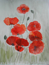 Mohn03.JPG