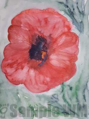 Mohn
