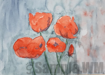 Mohn
