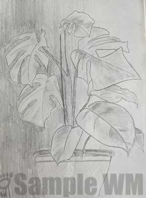 Philodendron
Bleistiftzeichnung 
